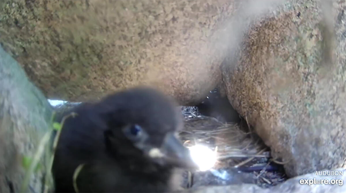  Puffling Ama peeps at the camera.