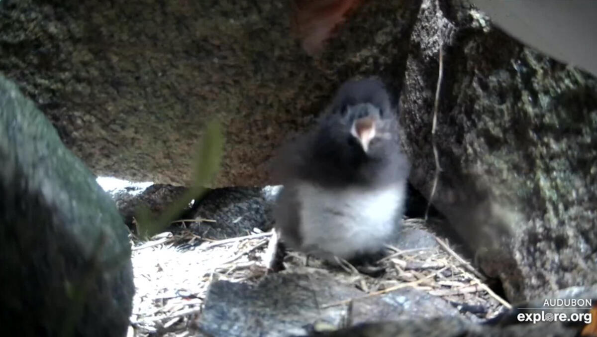 Puffling Ama requests a fish