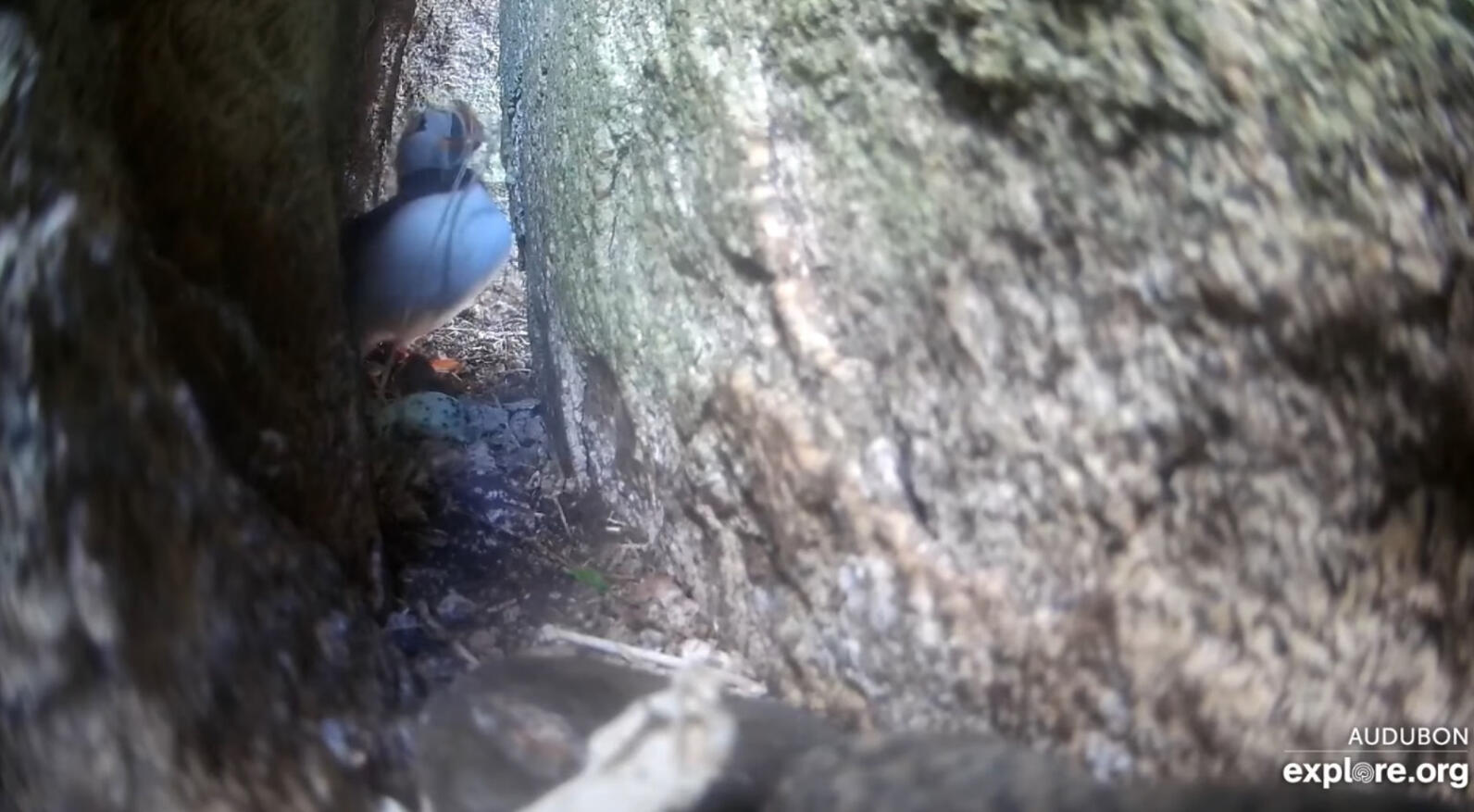 Puffin straw thief in Black Guillemot nest