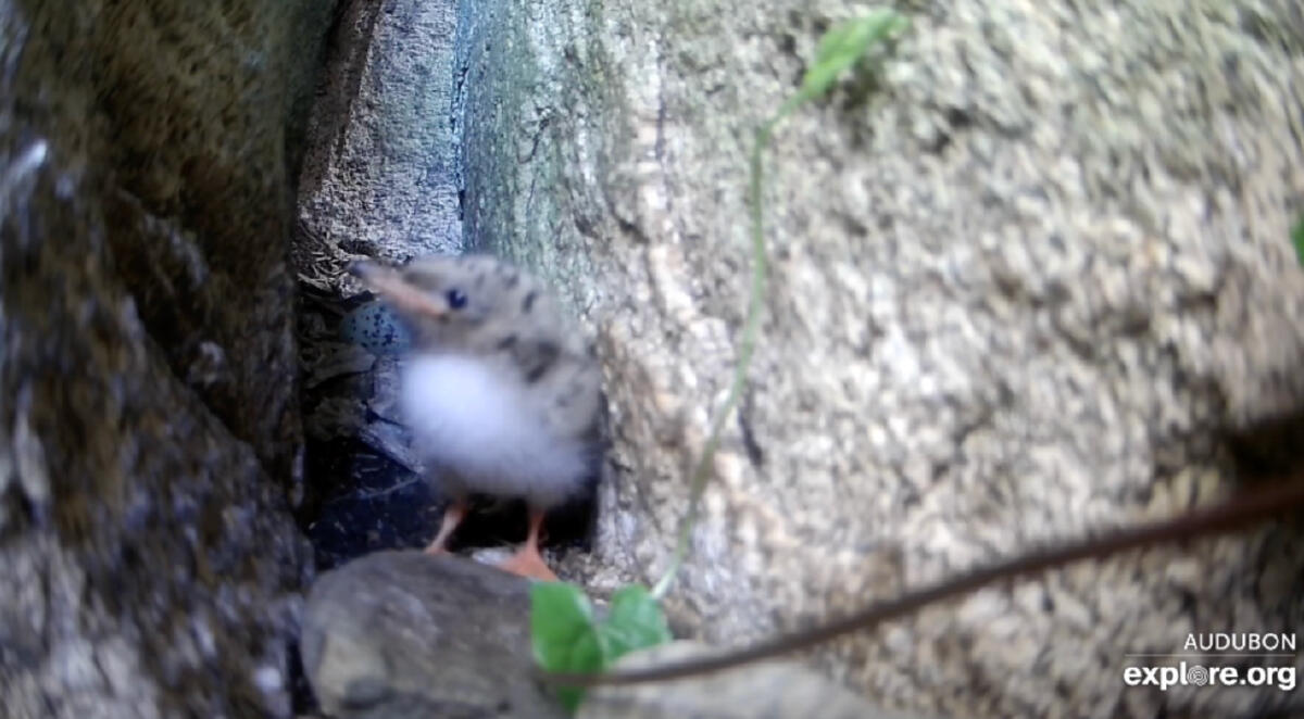 Confused, but triumphant tern chick Confused, but triumphant tern chick