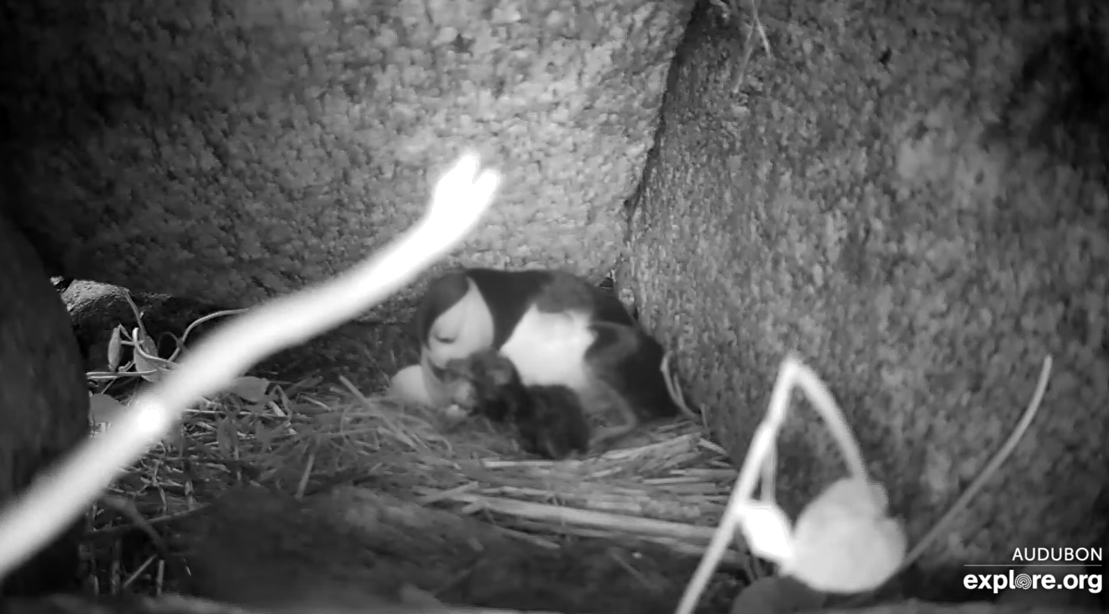 A bird and its chick in a nesting burrow.