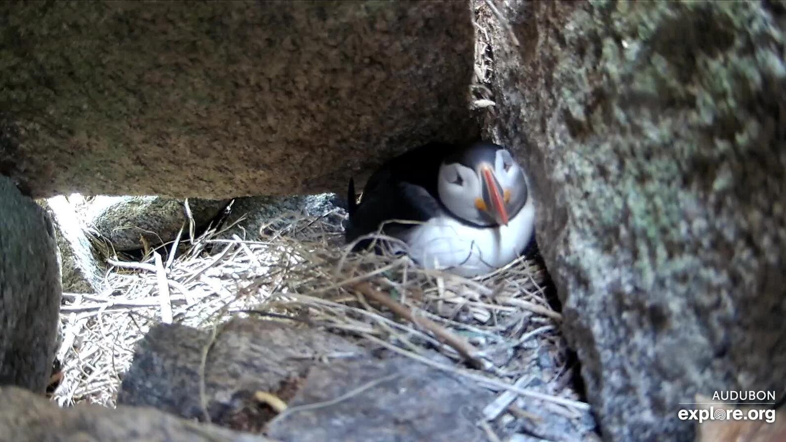 Puffin Burrow cam screen shot from explore.org