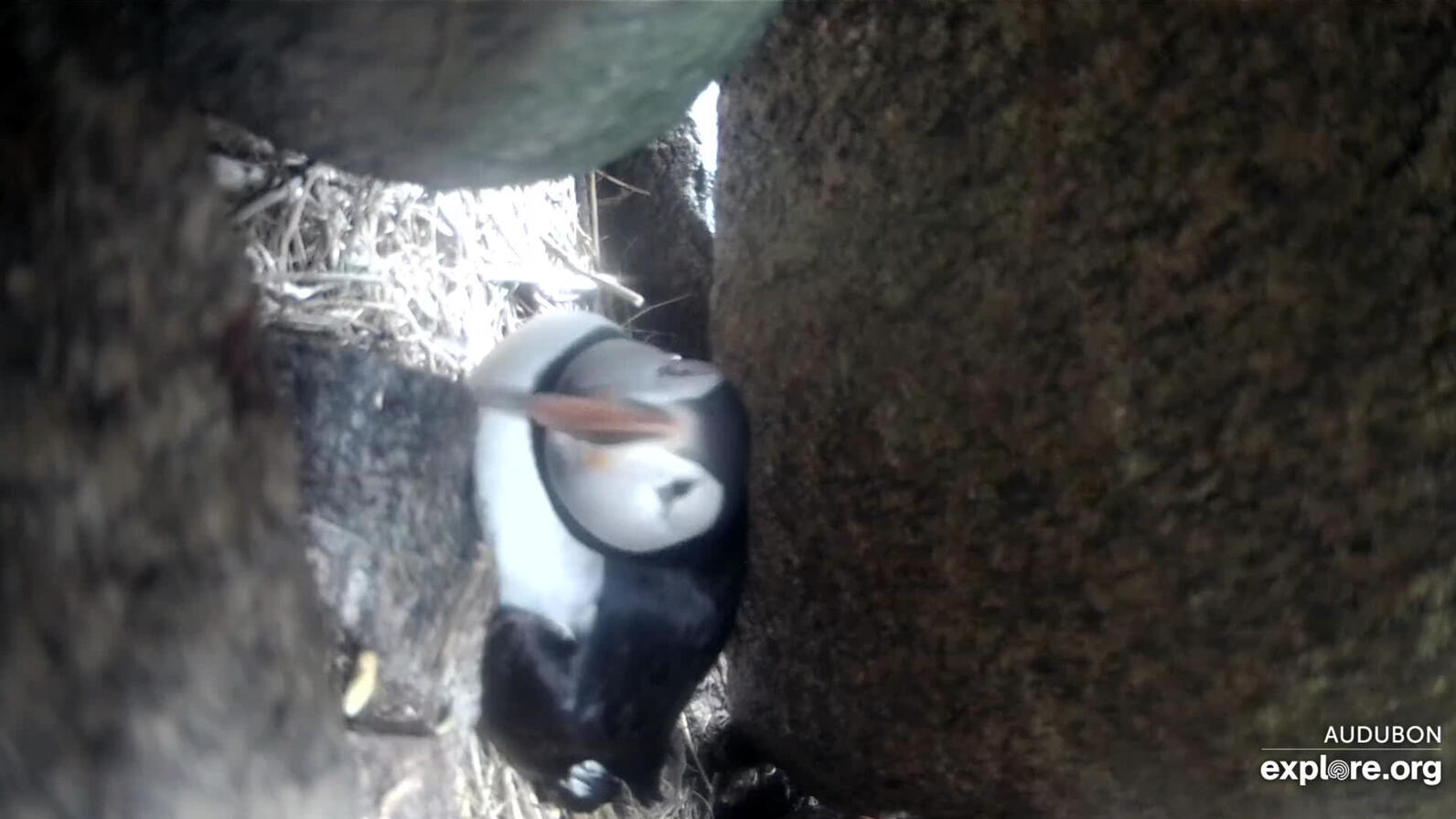 Puffin Intruder Disruption and Camera Roll