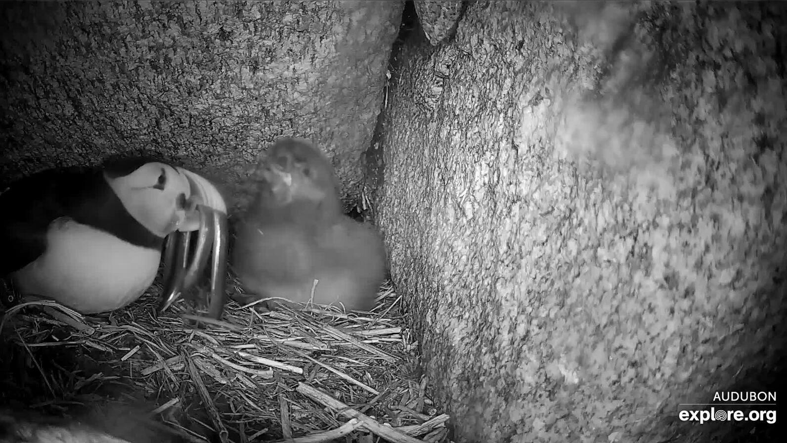 Atlantic Puffin bringing Sand Lance to puffling for its dinner