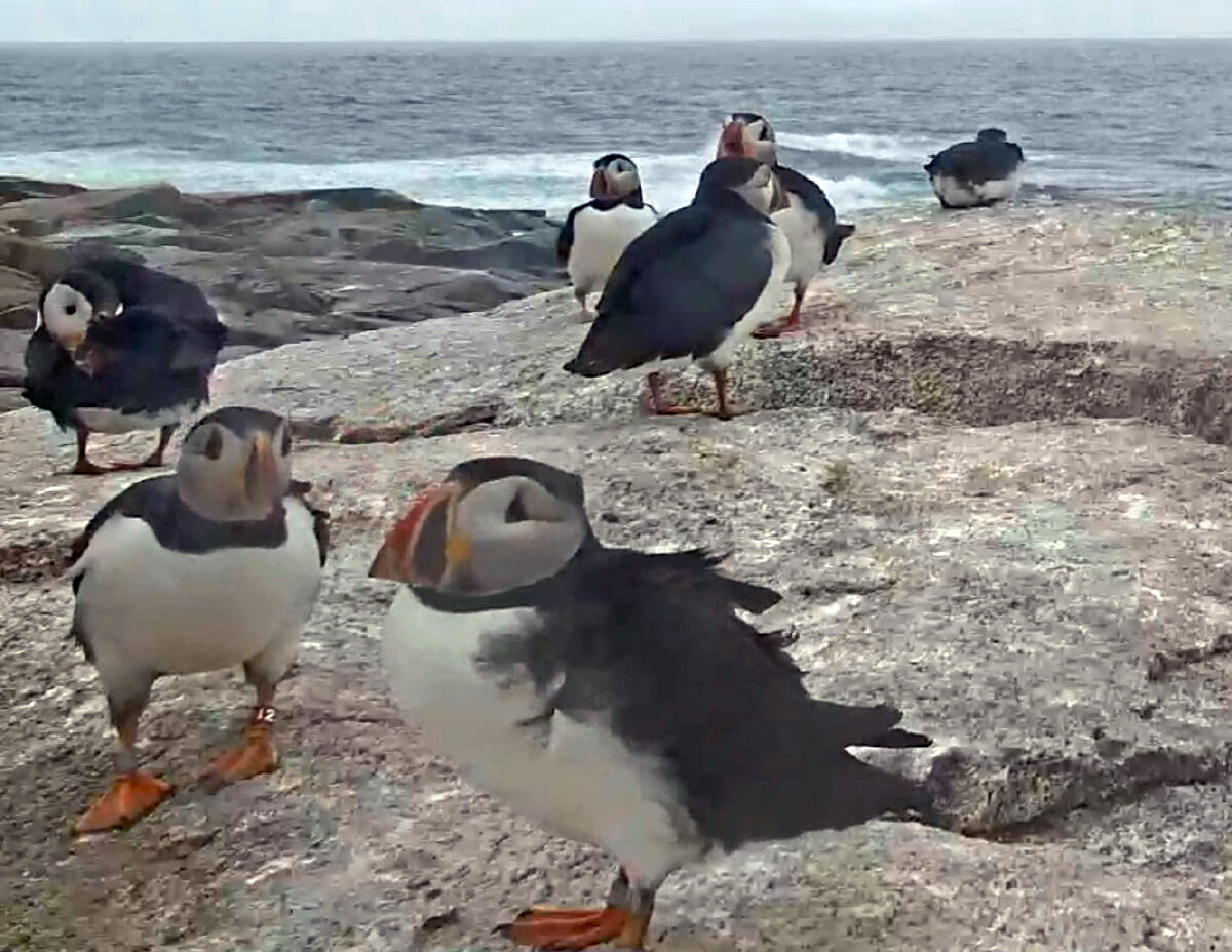 Flo, the 2022 puffin cam puffling, returns