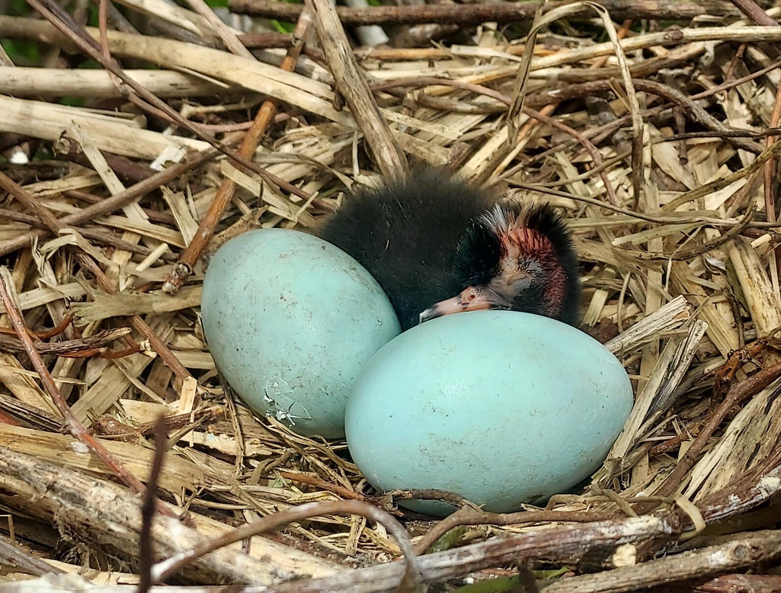Glossy Ibis chick in nest with soon-to-be siblings in eggs