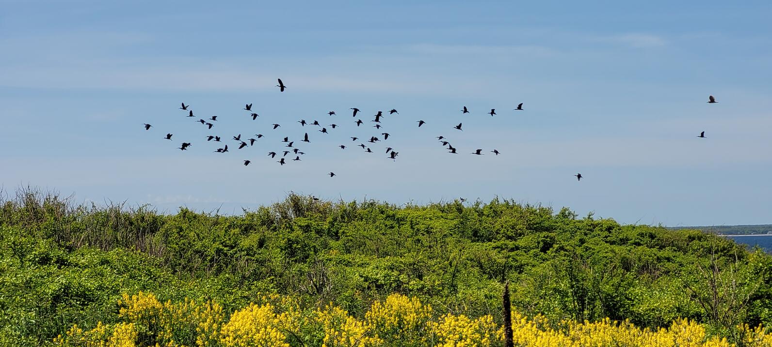 A group of Glossy Ibis take to the sky over Bluff Island. A group of Glossy Ibis take to the sky over Bluff Island.