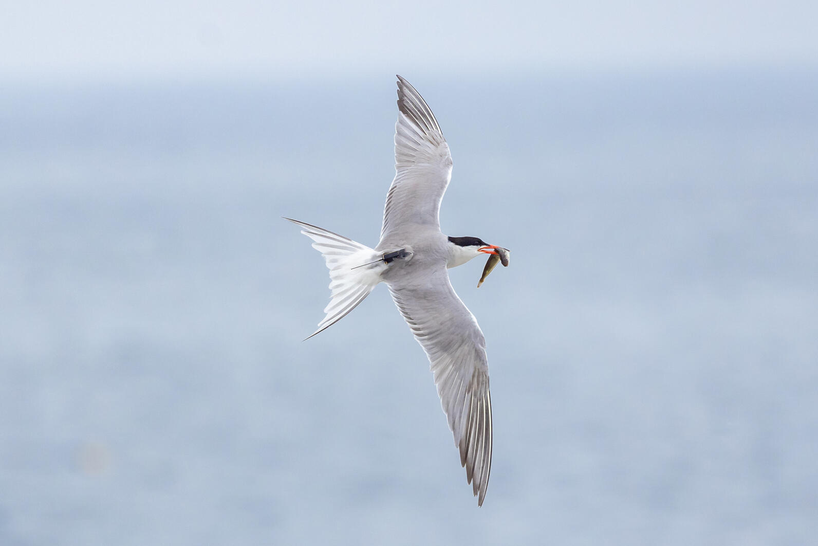 GPS tagged Common Tern GPS tagged Common Tern