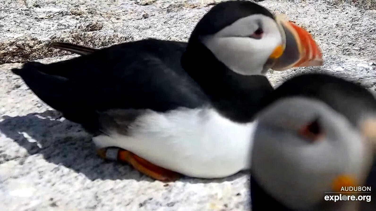 2018's Puffling Grace Returns to the Loafing Ledge 2018's Puffling Grace Returns to the Loafing Ledge