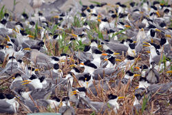 Great Crested Tern and Chinese Crested Tern Dense Colony at Teidun Dao