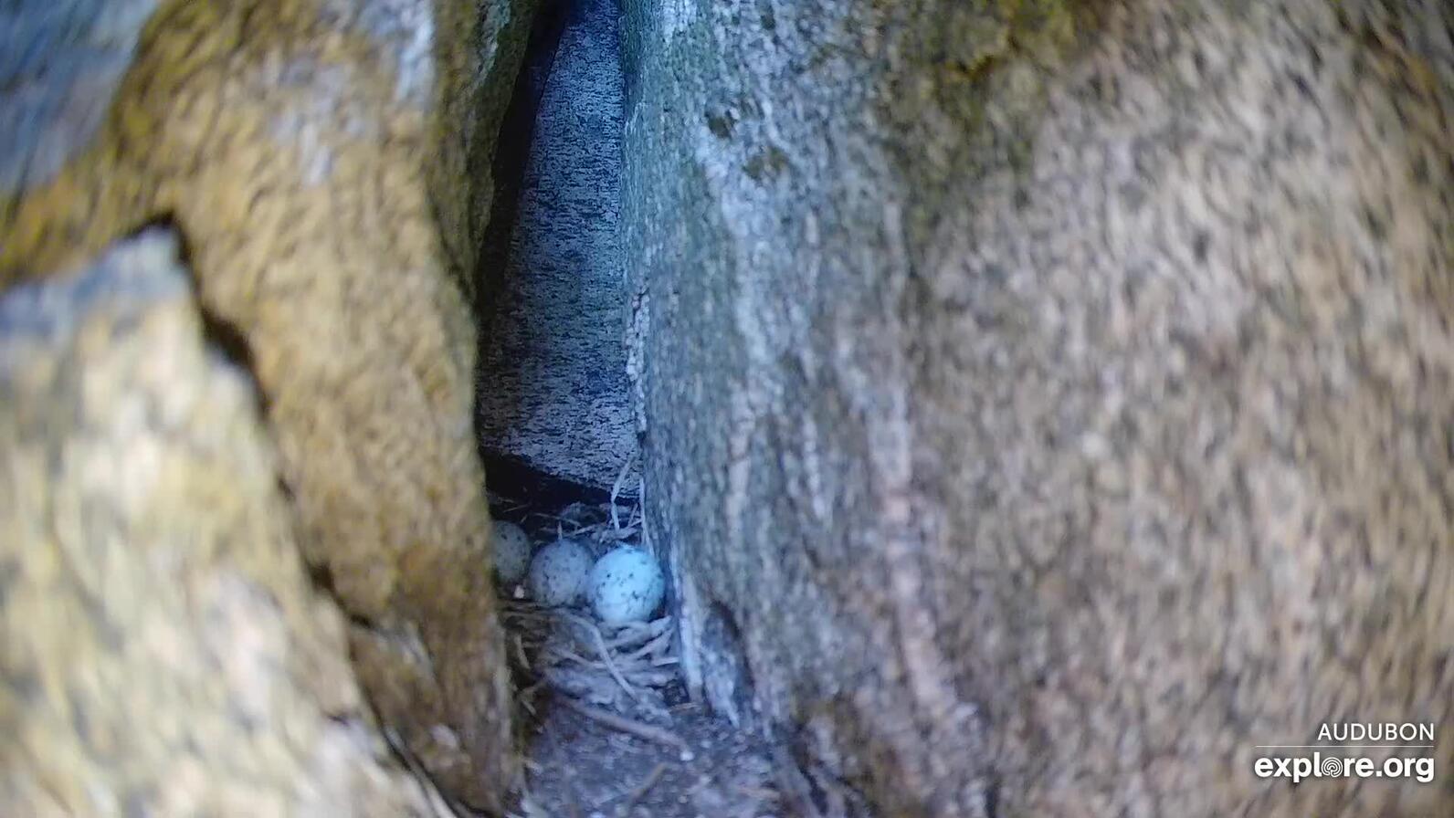 Three Eggs in the Guillemot Burrow