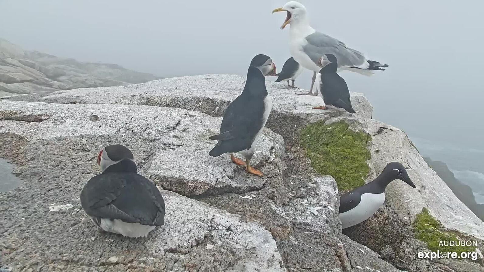 Herring Gull vocalizing on the Loafing Ledge