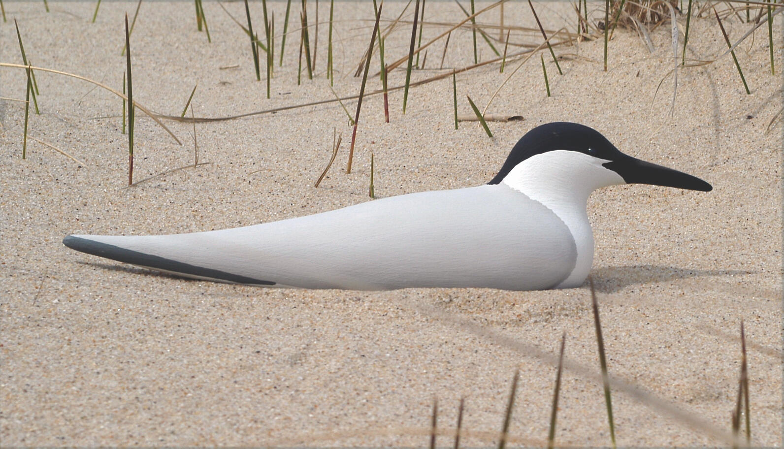Gull-billed Tern Main Page Photo