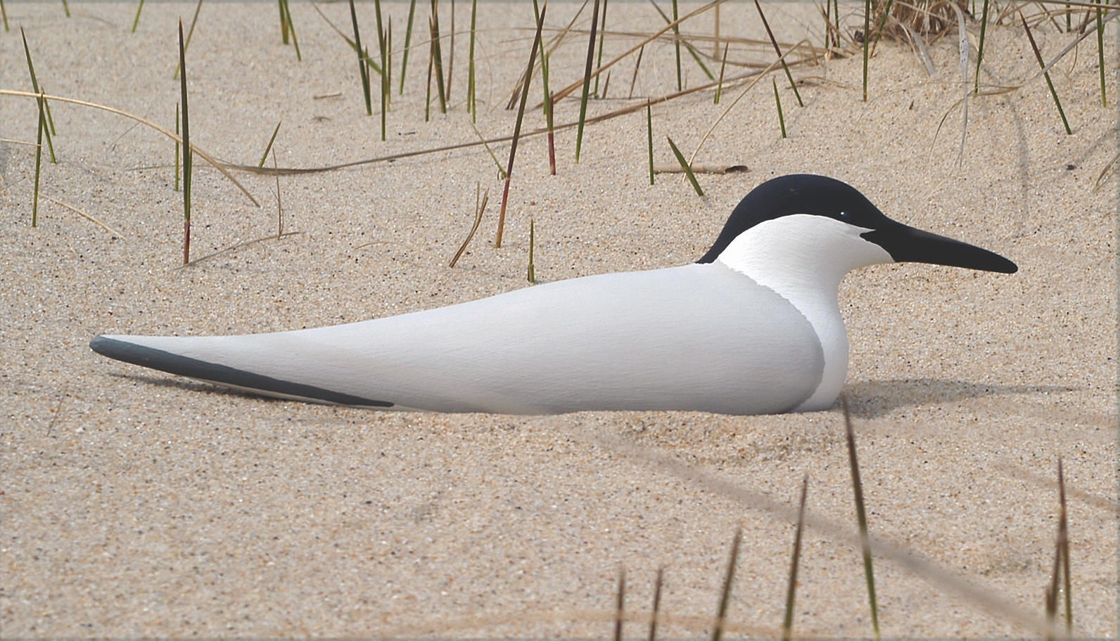 Gull-billed Tern Decoy