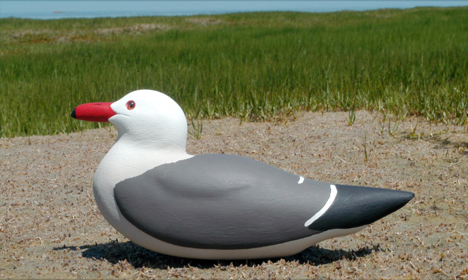 Heerman’s Gull Main Page Photo