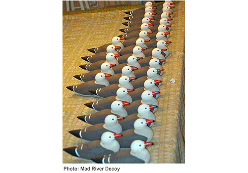 Heerman’s Gull Carousel Heerman’s Gull Carousel