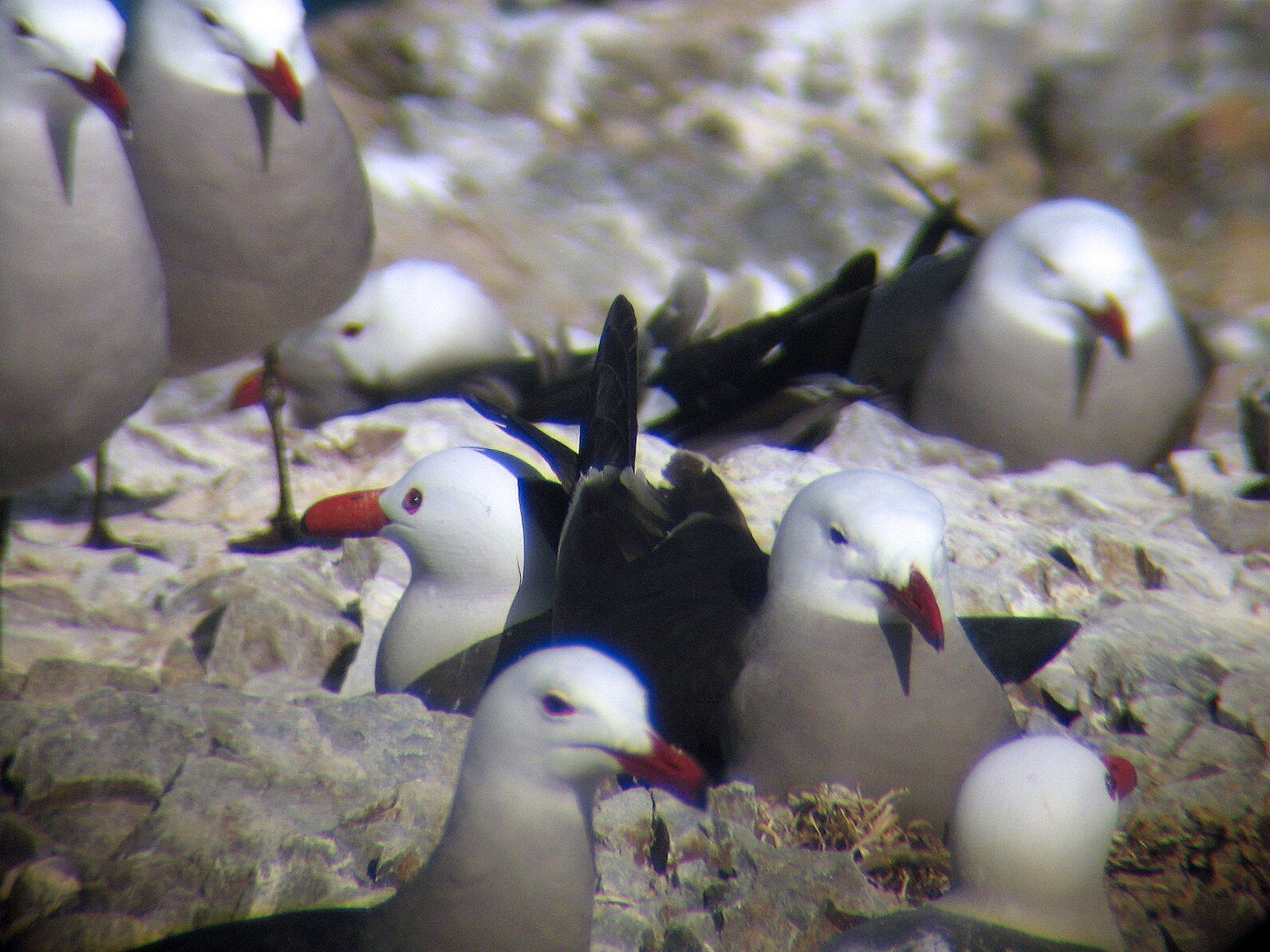 What Puffins Eat  Audubon Seabird Institute