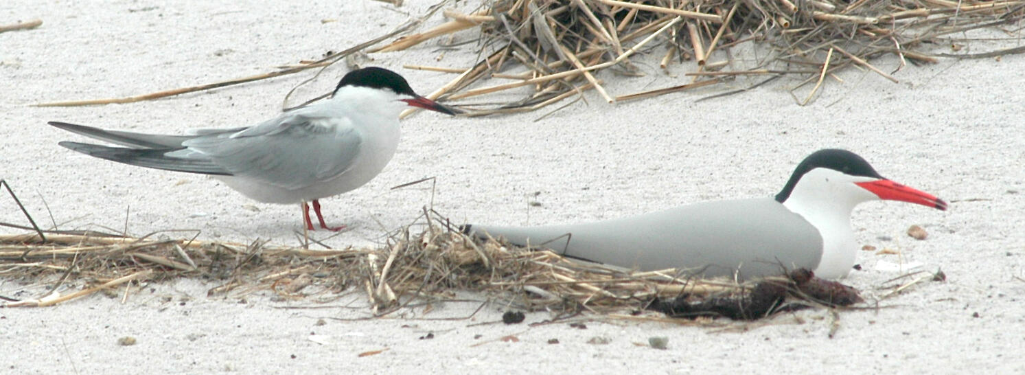 Common Tern with Decoy Common Tern with Decoy