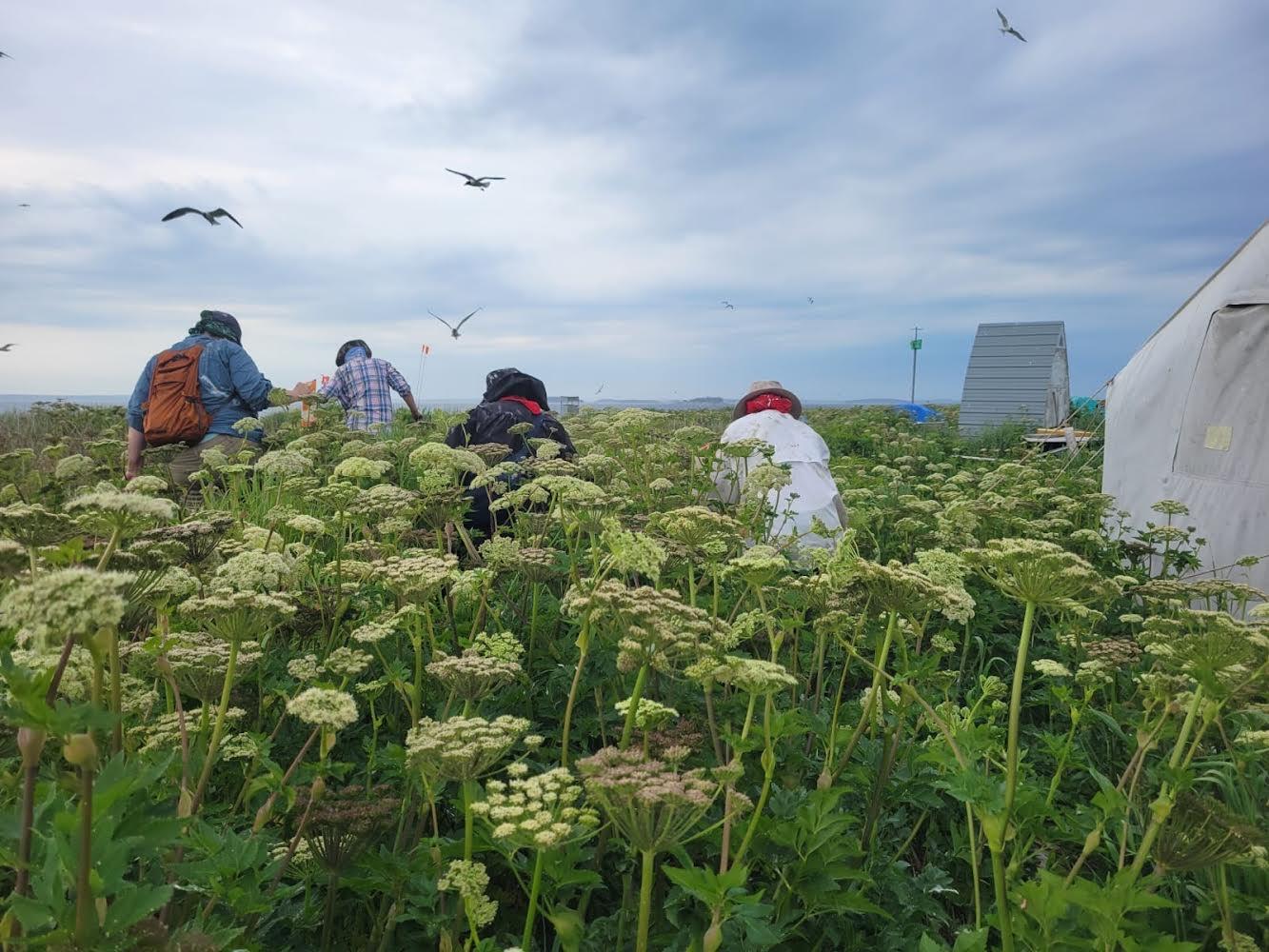 Egg Rock crew undertaking predator population management