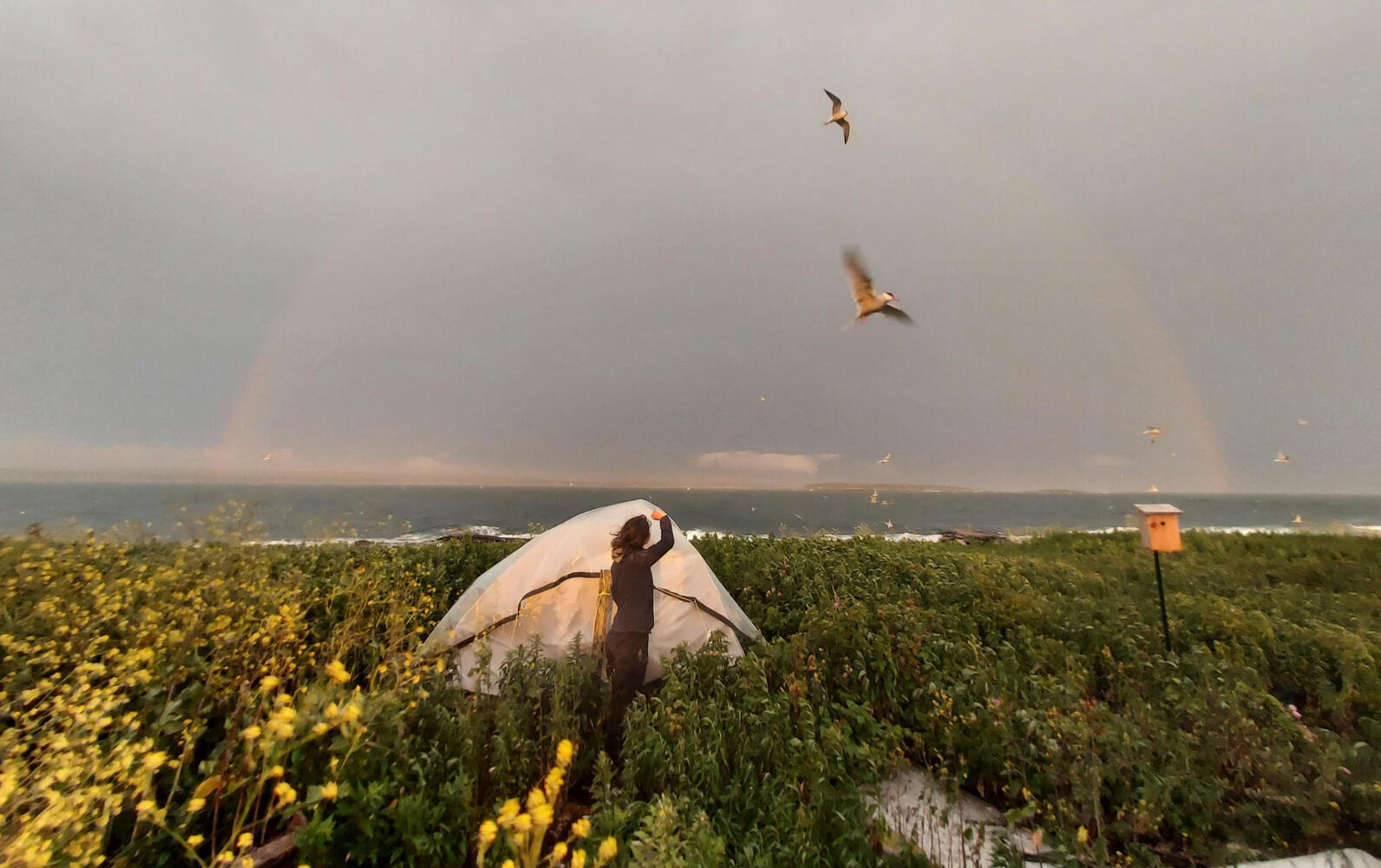 Jenny Island Rainbow Jenny Island Rainbow