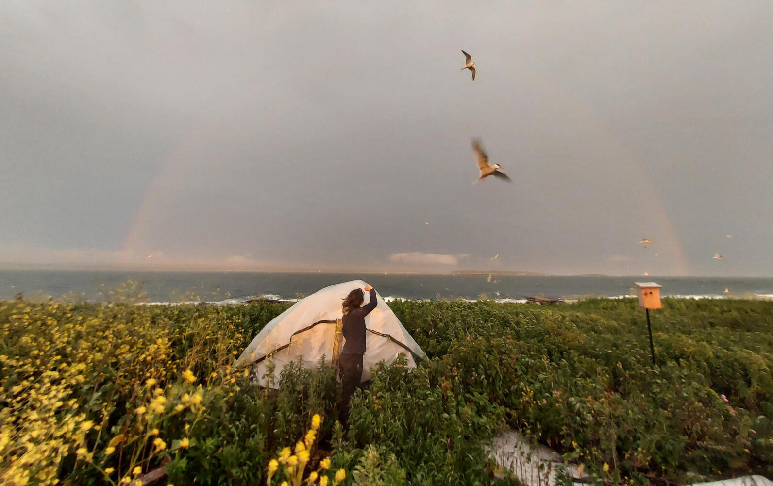 Jenny Island Rainbow