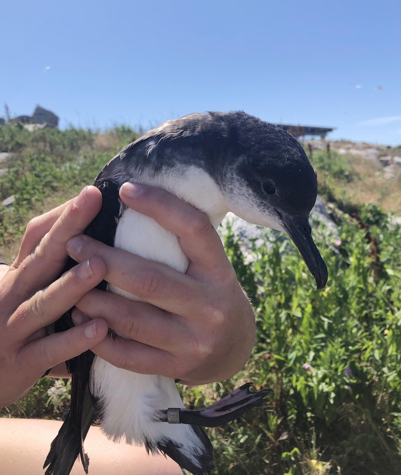 Seabird Island News - Vol. 10 - 29 July 2022 | Audubon Seabird Institute