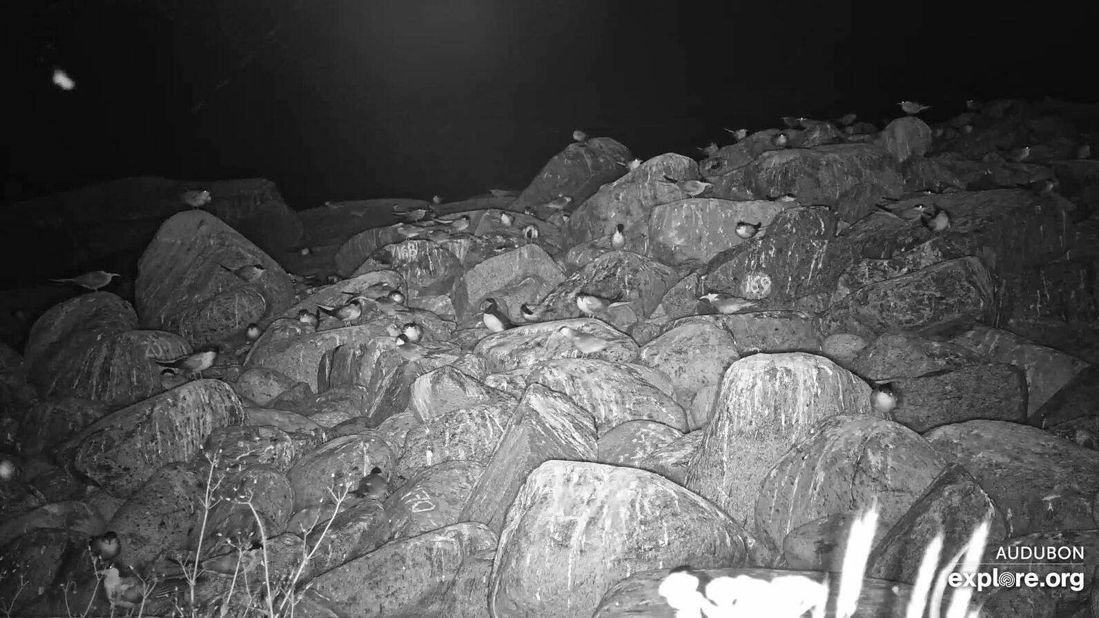 Infrared Camera Captures a Puffin Fledgling