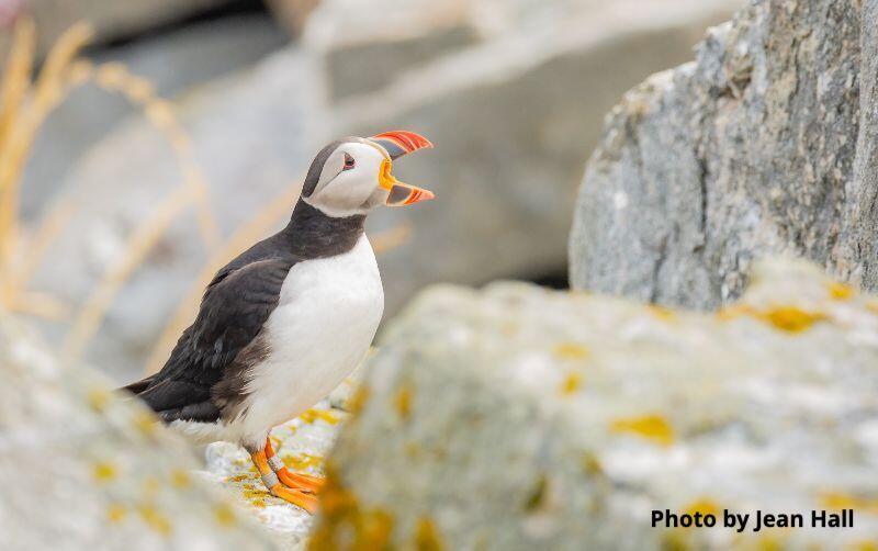 Seabird Island News Puffin