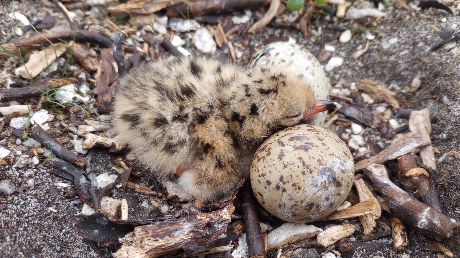 Common Tern chick