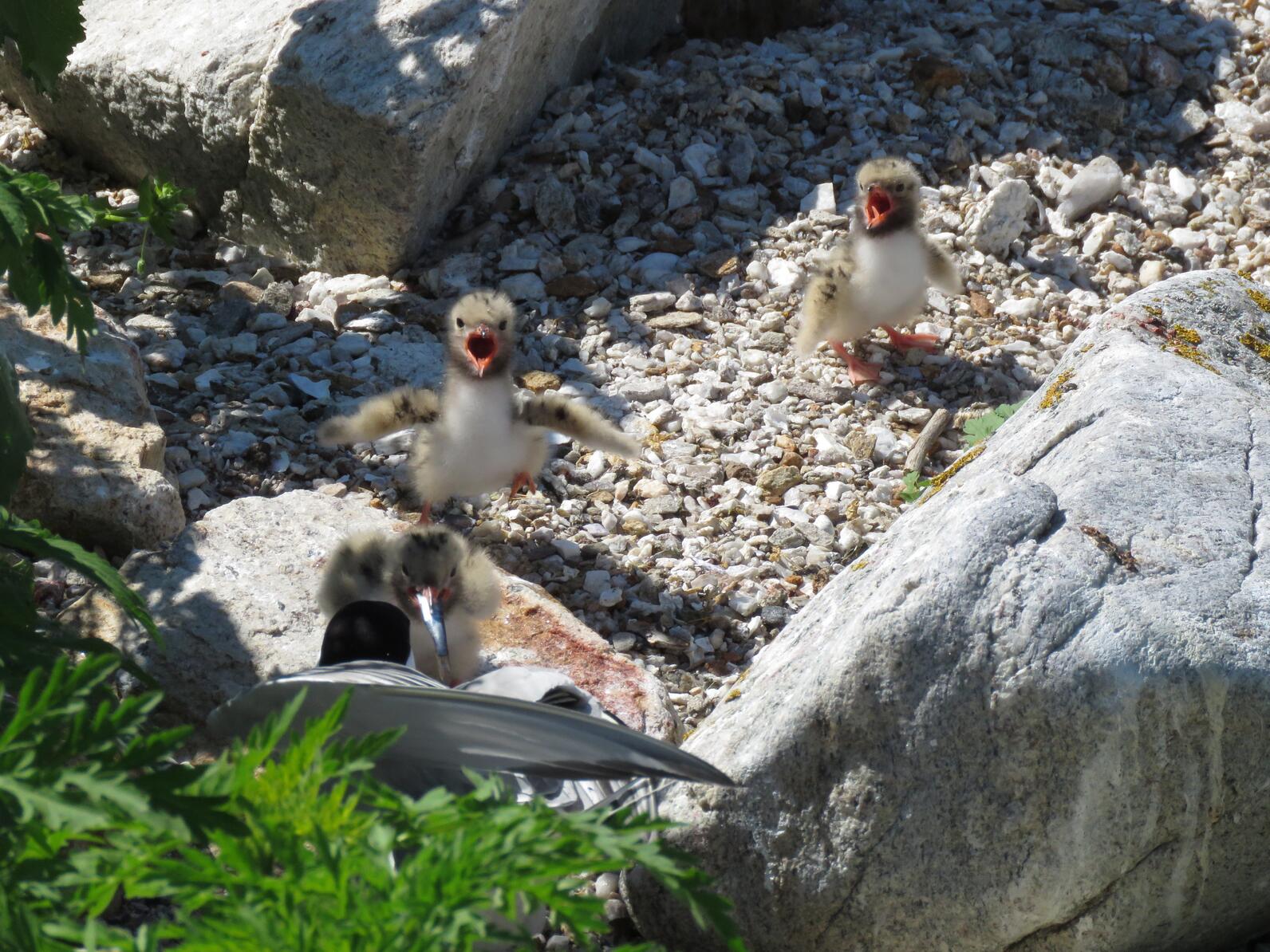 Common Tern Chicks on Jenny Island find their voices