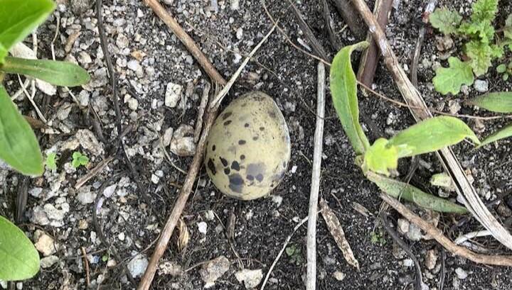 Tern egg on Jenny Island