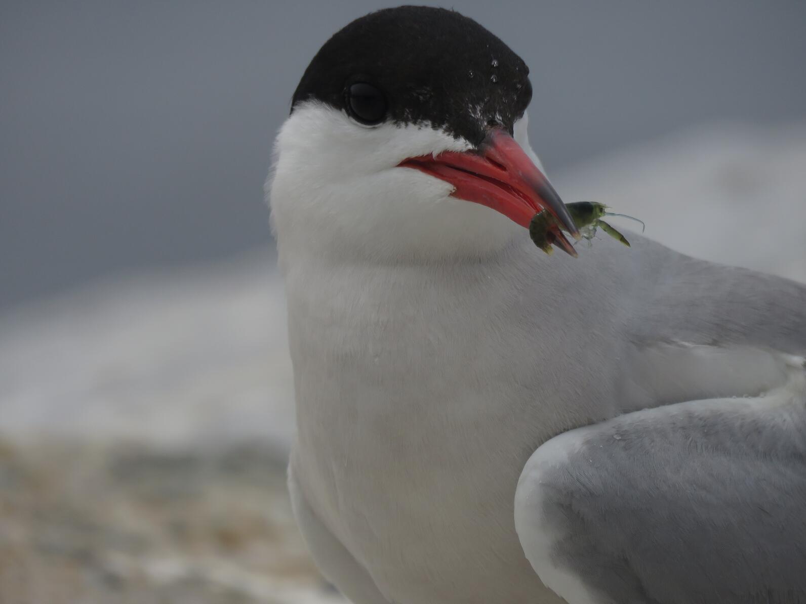 Seabird Island News - Vol. 11 - 10 July 2024 | Audubon Seabird Institute