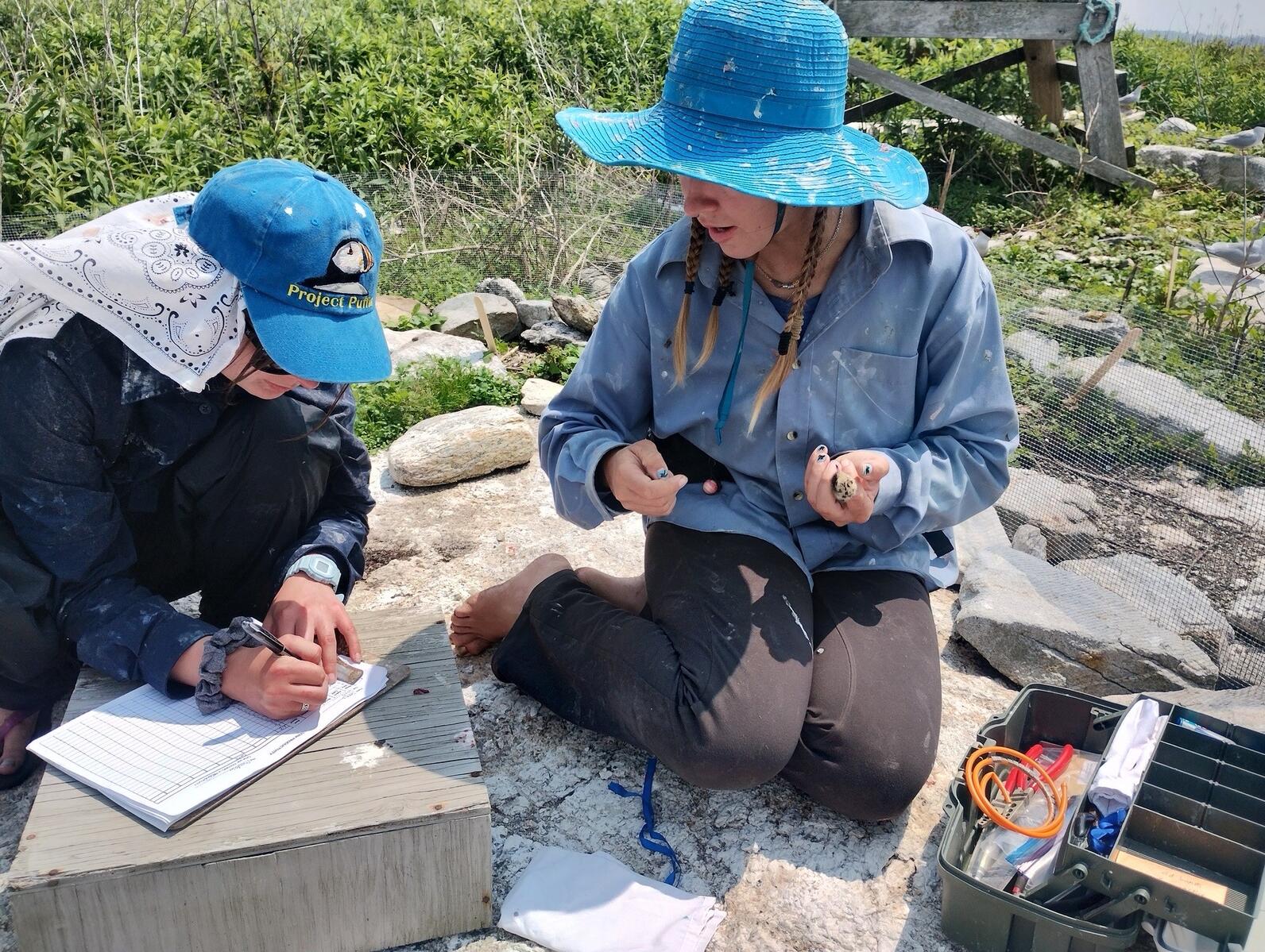 Two people conducting tern productivity work. Two people conducting tern productivity work.