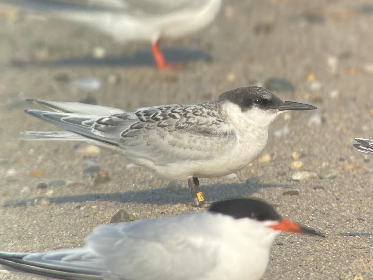 Roseate Tern chick, banded on Jenny Island