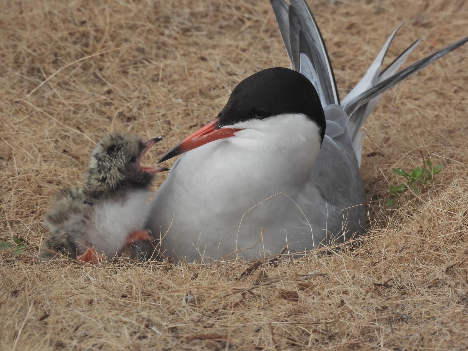 A chick and an adult bird A chick and an adult bird