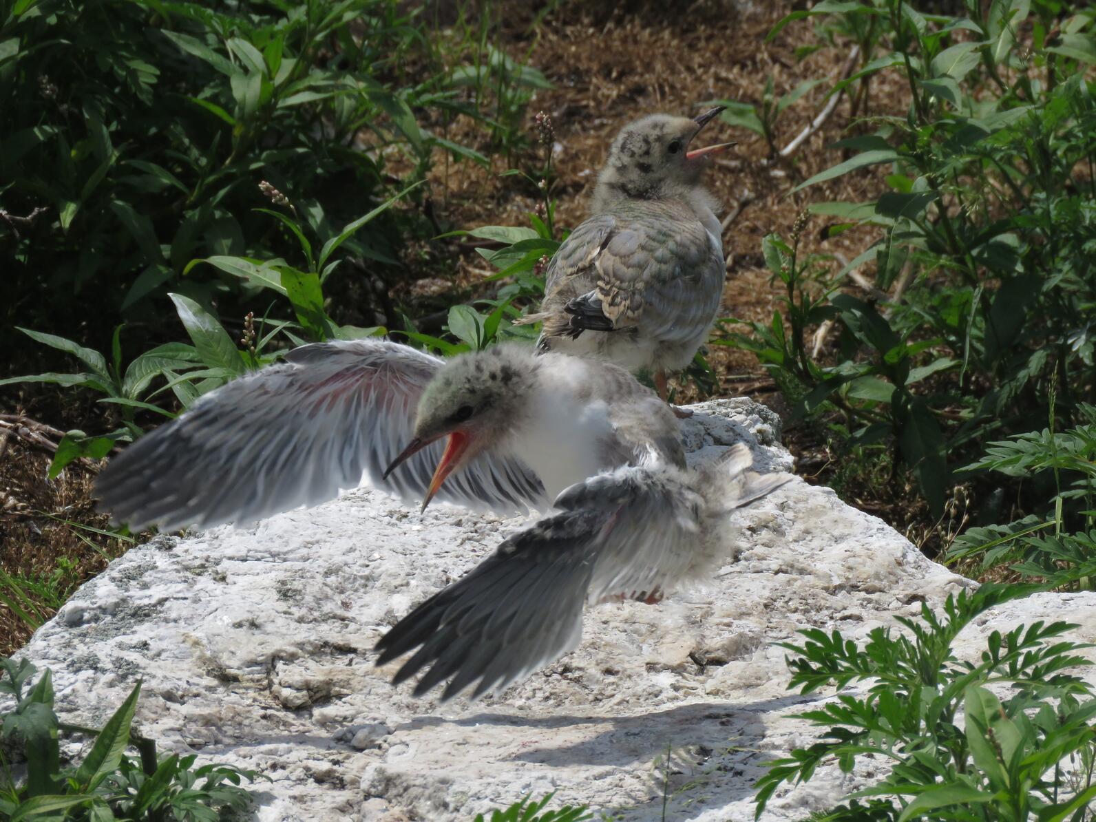 Hopping terns on Jenny Island