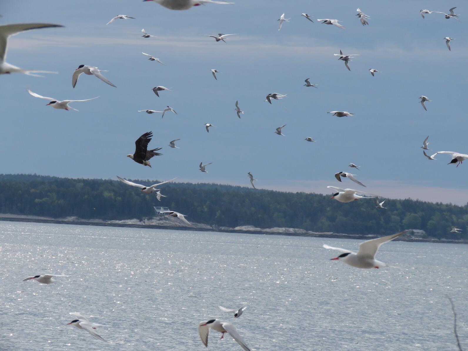 Bald Eagle flies over Jenny Island, chased by terns