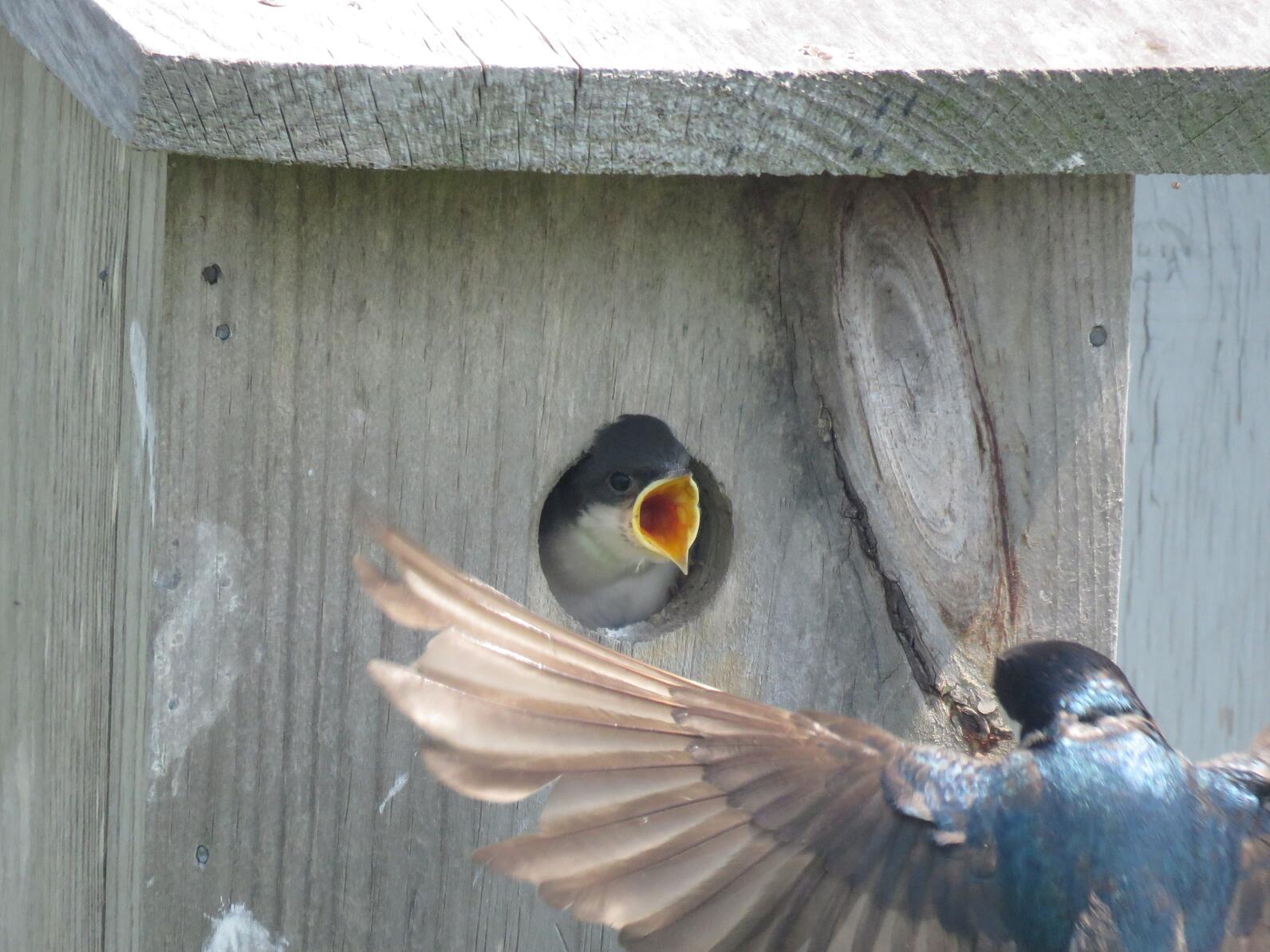 Jenny Island Tree Swallow fledglings in bird house