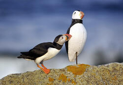 Puffin with Decoy