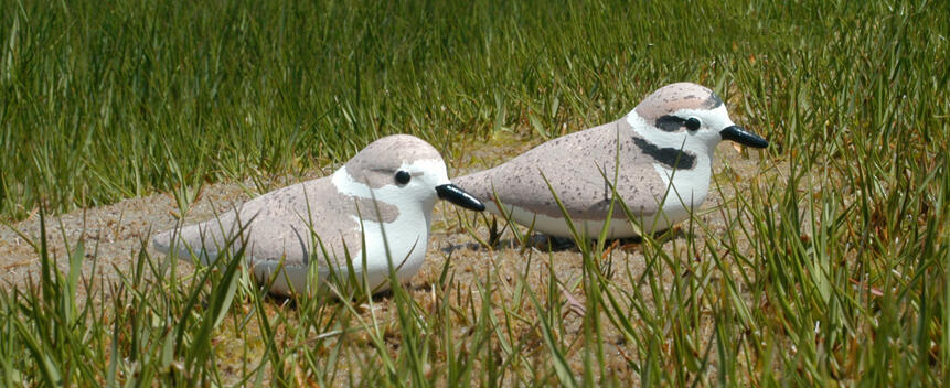 Kentish Plover Main Page Photo