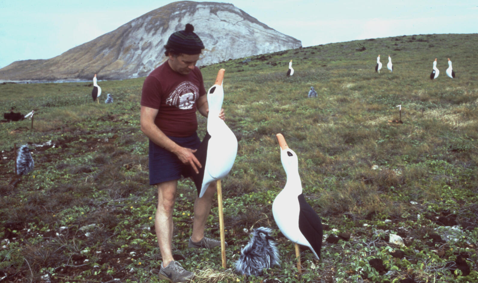 albatross wingspan compared to human