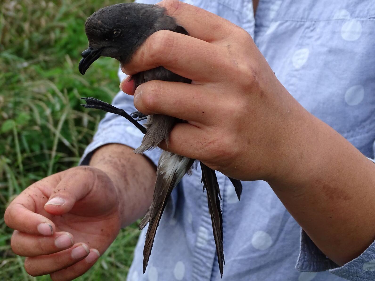 An extra special chick, the offspring of Adopt a Puffin CX82, was banded this week and named after beloved Adopt a Puffin photographer, Jean Hall
