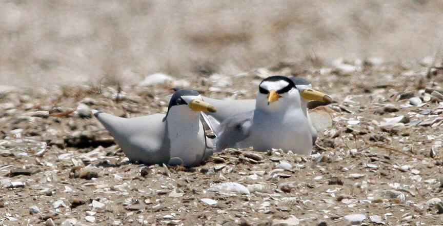 Least Tern Main Page Photo