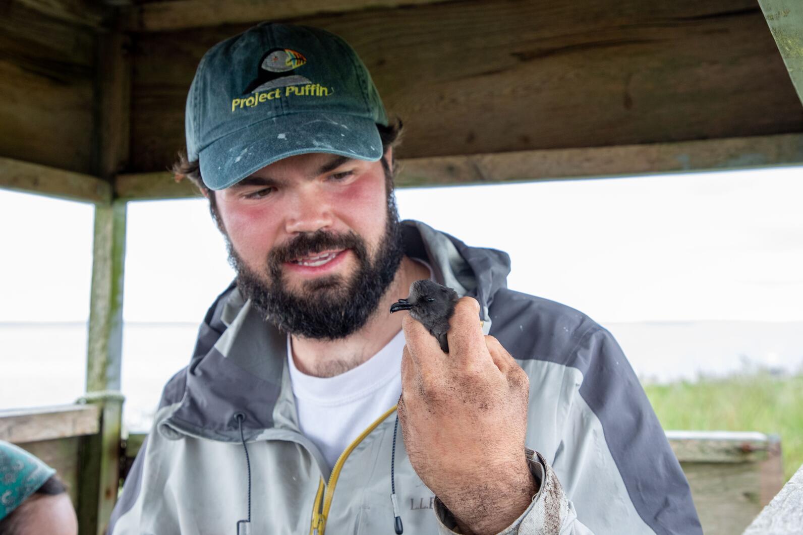 Keenan Yakola placing GPS tags on Leach's Storm Petrels