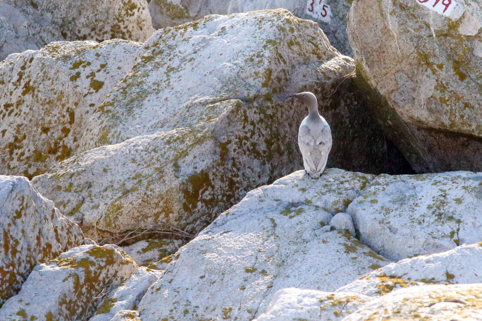 Leucy, the leucistic Common Murre from Matinicus Rock