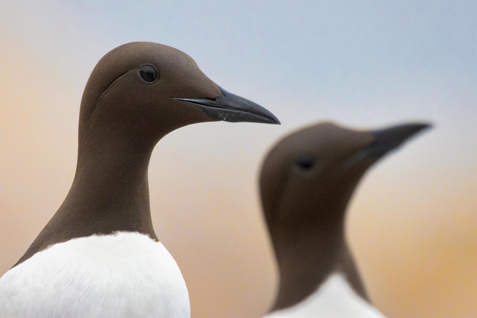 Matinicus Rock Common Murre