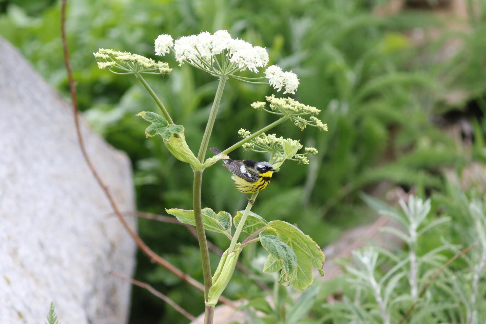 Magnolia Warbler on Cow Parsnip Plant Magnolia Warbler on Cow Parsnip Plant