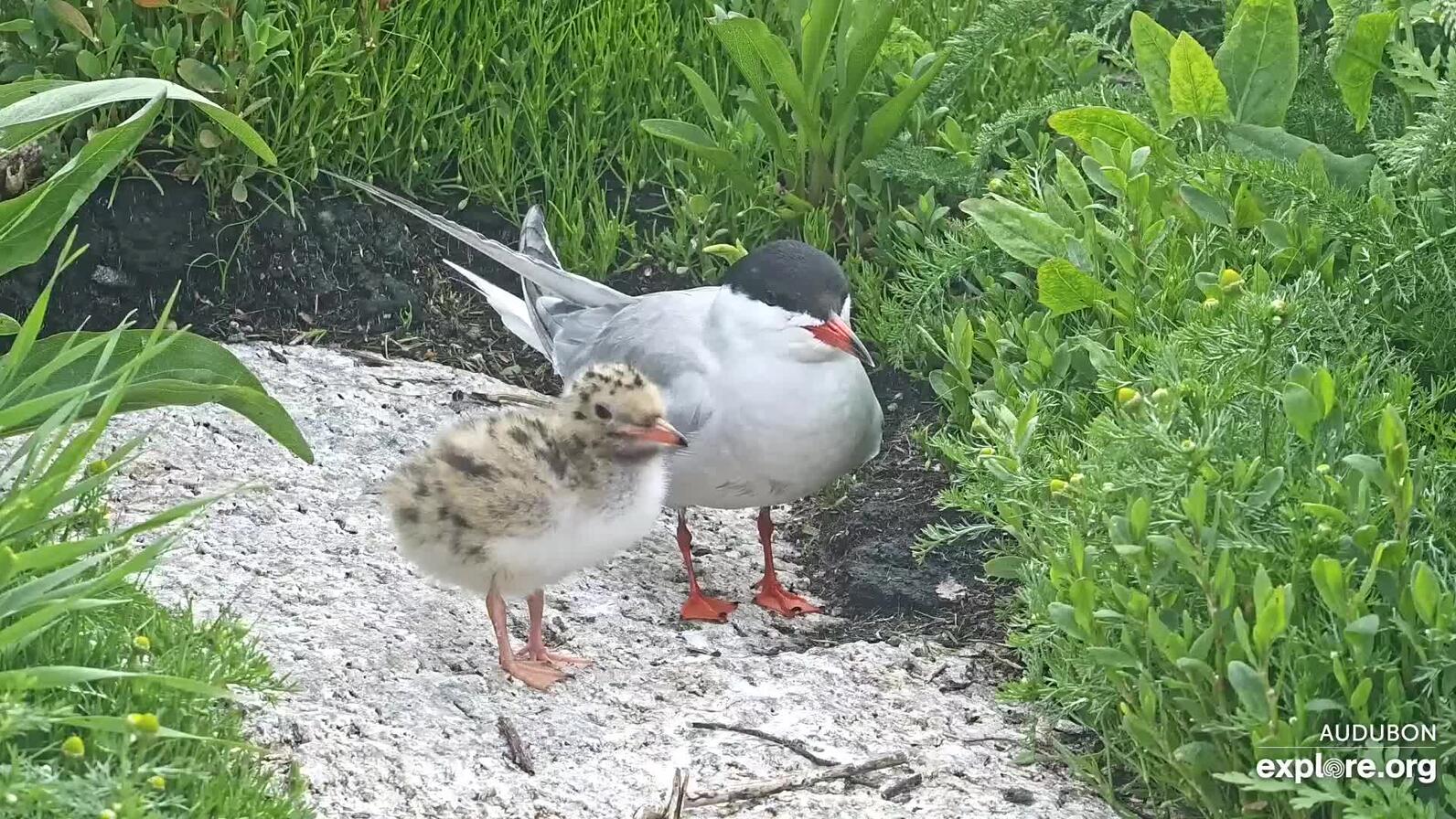 Tern and its chick having a play date
