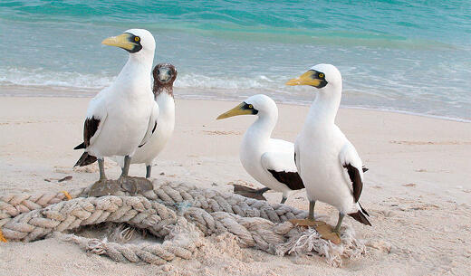 Masked Booby Main Page Photo Masked Booby Main Page Photo