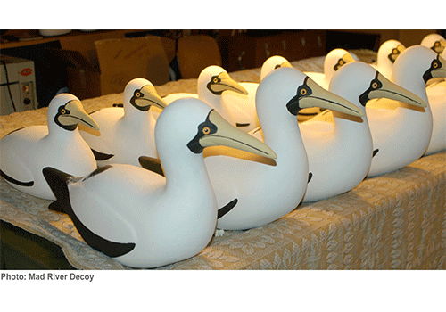 Masked Booby Carousel Masked Booby Carousel